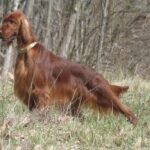 Red Irish Setter standing and looking away from the camera.
