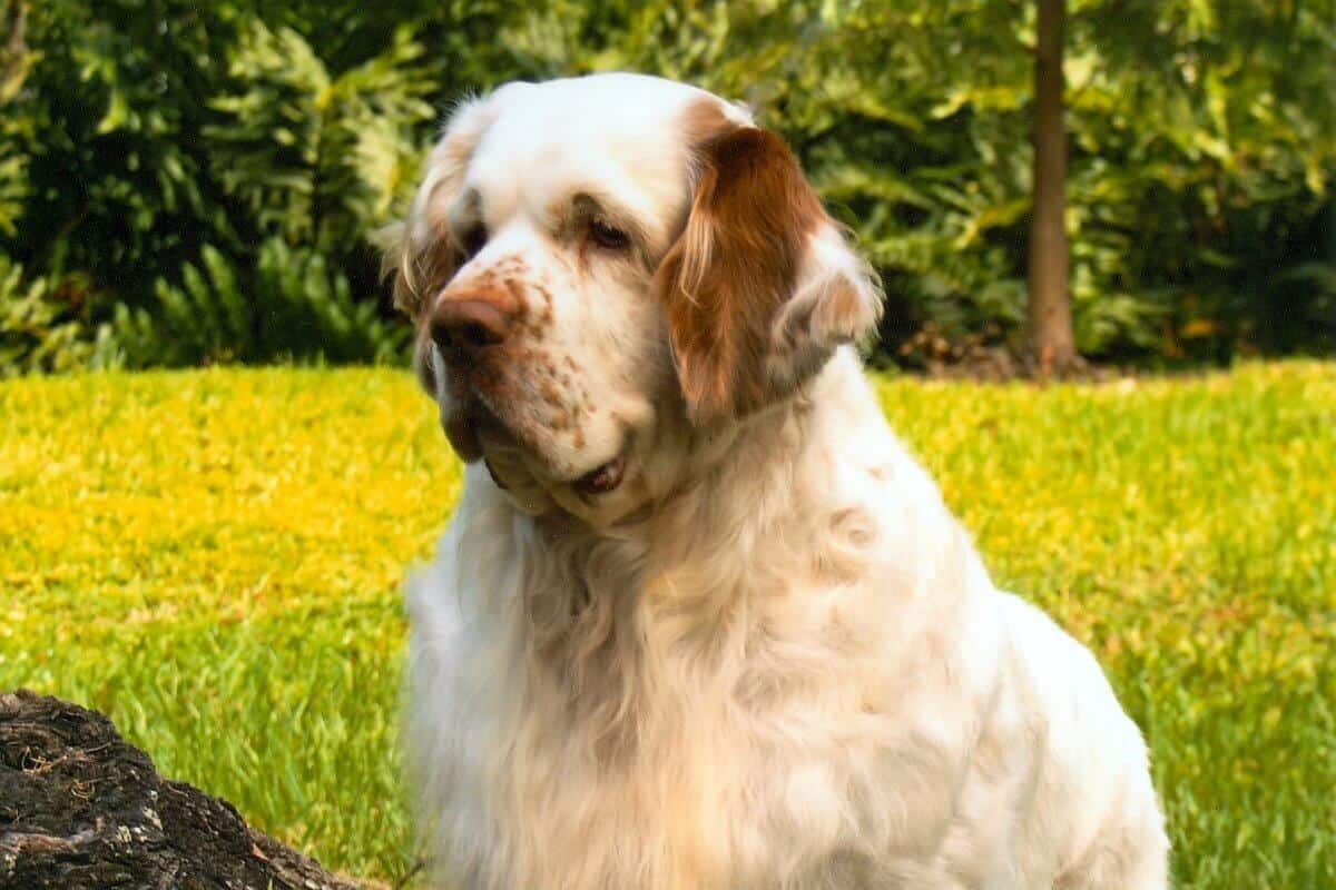 Clumber Spaniel sitting outside on the grass.