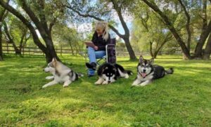 SilverIce Alaskan Malamutes | Alisa Syar