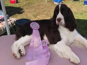 Vistah English Springer Spaniels