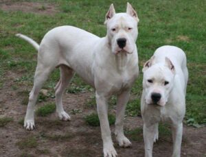 Working Dog Breeds - Dogo Argentino