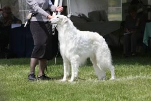 Majenkir Borzoi Kennel | Karen Staudt-Cartabona