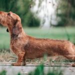 Dachshund standing on the grass and looking up.