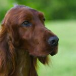 Close-up head photo of an Irish Setter.