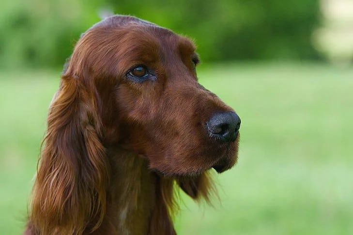 Close-up head photo of an Irish Setter.