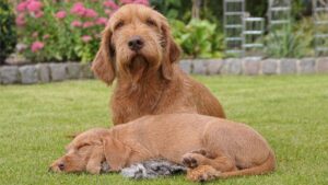 Wirehaired Vizsla dog with a puppy.