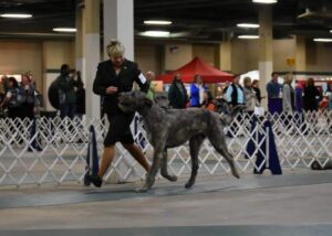 Darom Irish Wolfhounds | Gail Morad