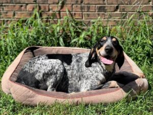 Evenstar-WesRidge Bluetick Coonhound