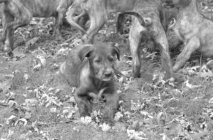 The Irish Wolfhound - Some Basic Information