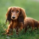 Dachshund lying in the grass.