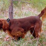 Irish Setter running outside in the woods.