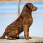 Chesapeake Bay Retriever sitting next to the water.