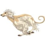 Eddie & Dr. Selma Kominek | Kominek Afghan Hounds
