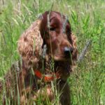 Photo of an Irish Setter sitting in grass.