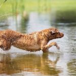 Chesapeake Bay Retriever running into the water.