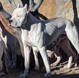 Del Caritas Dogo Argentino Dog Breed | Working Group BreederRichard Lee