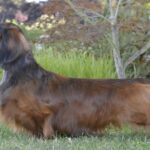 Dachshund standing on grass.