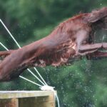 Irish Setter preparing to jump in the pool.