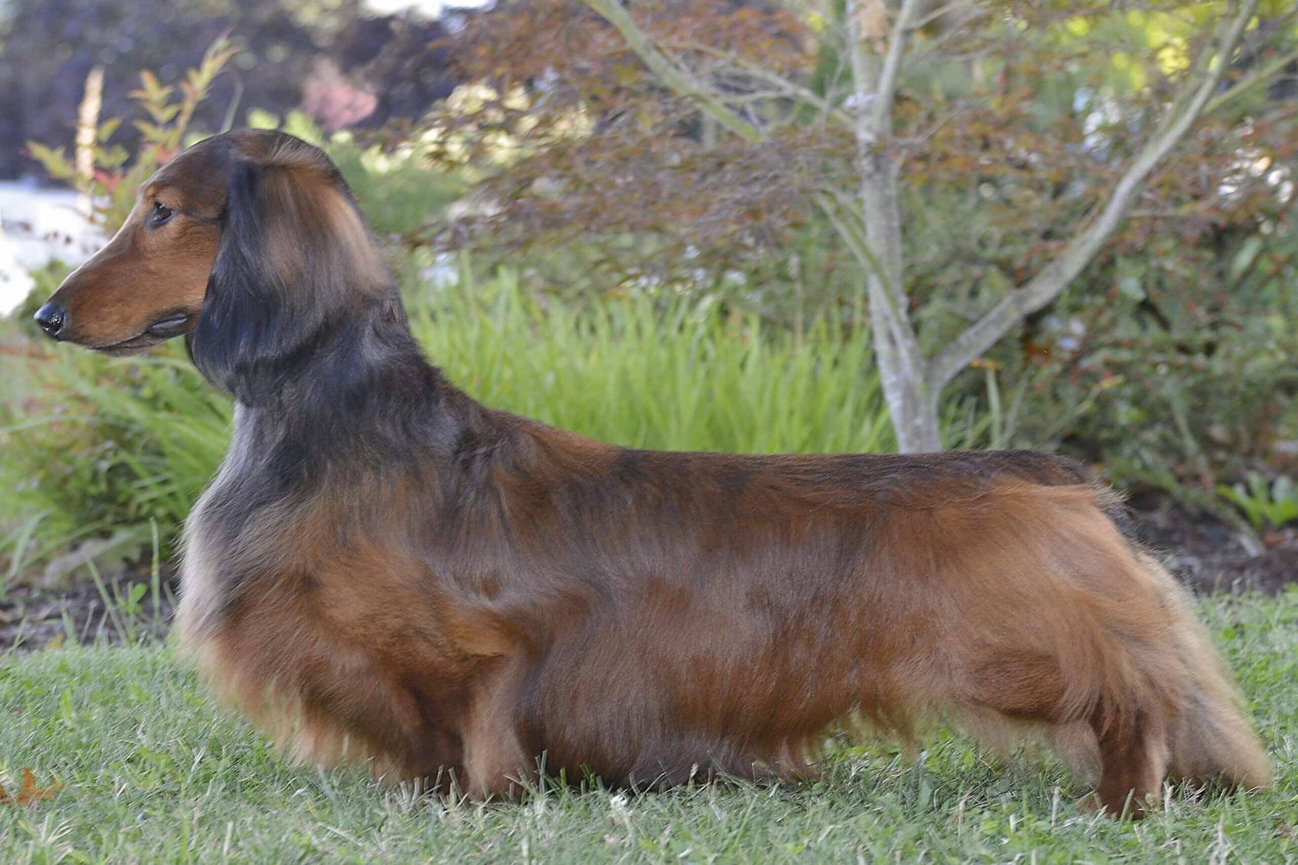 Dachshund standing on grass.
