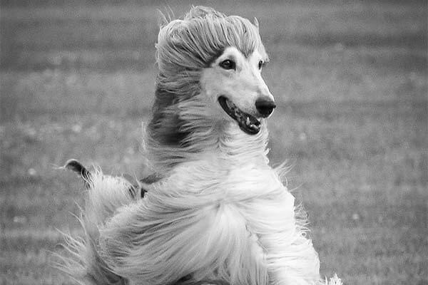 Find a Breeder or Rescue
