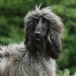 Close-up photo of an Afghan Hound dog.