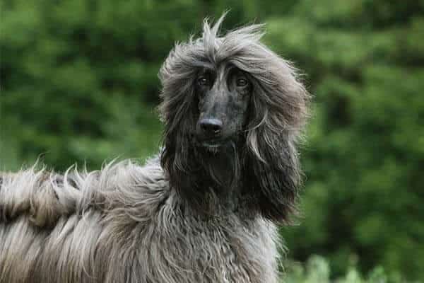 Close-up photo of an Afghan Hound dog.