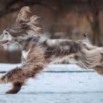 Afghan Hound running outside on snowy terrain.