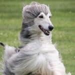 Afghan Hound running through grass.