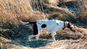 Pointer in the field.