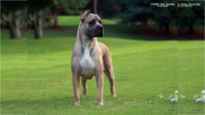 Cane Corso
