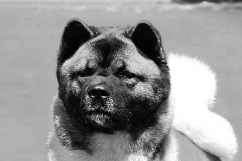 Find a Breeder or Rescue