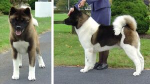Judging the Akita