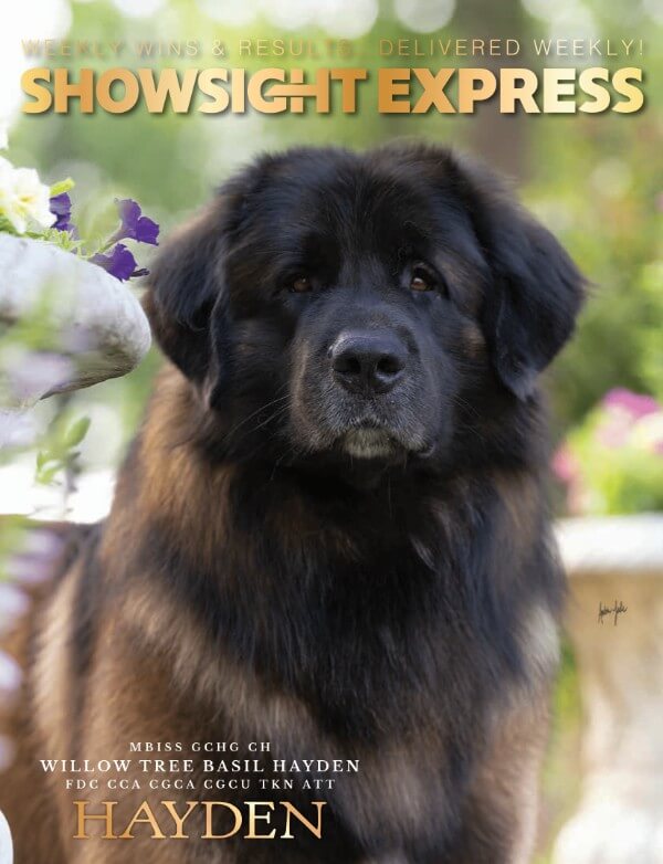 Albers SSE Cover