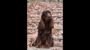 Field Spaniel