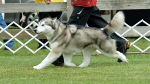 Alaskan Malamute side gait.
