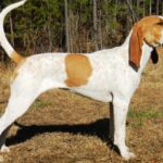 Side photo of an American English Coonhound dog, standing outdoors in the nature.