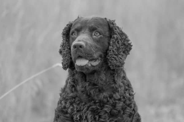 Find a Breeder or Rescue