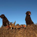 Two American Water Spaniels and a duck perched on a hay stack.