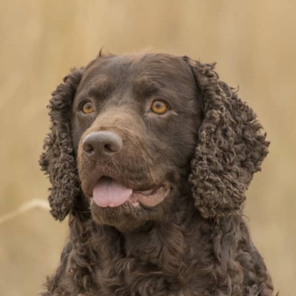 A photo of an American Water Spaniel's head.