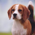A Beagle standing in grass.