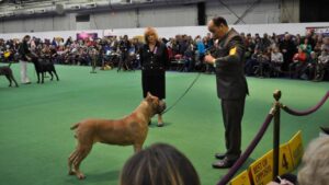Cane Corso in the dog show ring.