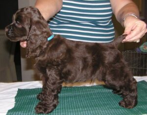 DreamShadow Cocker Spaniel puppy