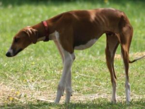 Side photo of an Azawakh dog.