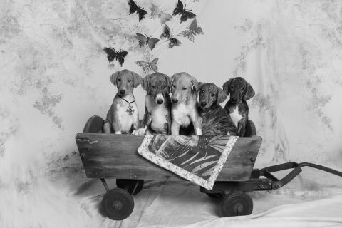 Find a Breeder or Rescue