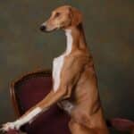 An Azawakh dog sitting on an old chair.