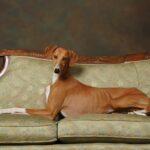 An Azawakh dog laying down on the couch.