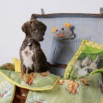An Azawakh puppy sitting.