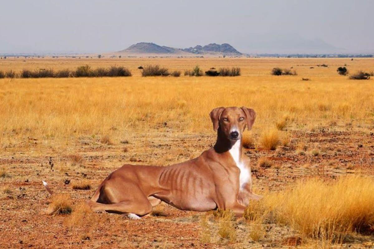 Azawakh dog "Roo," pictured lying down outdoors, desert background.