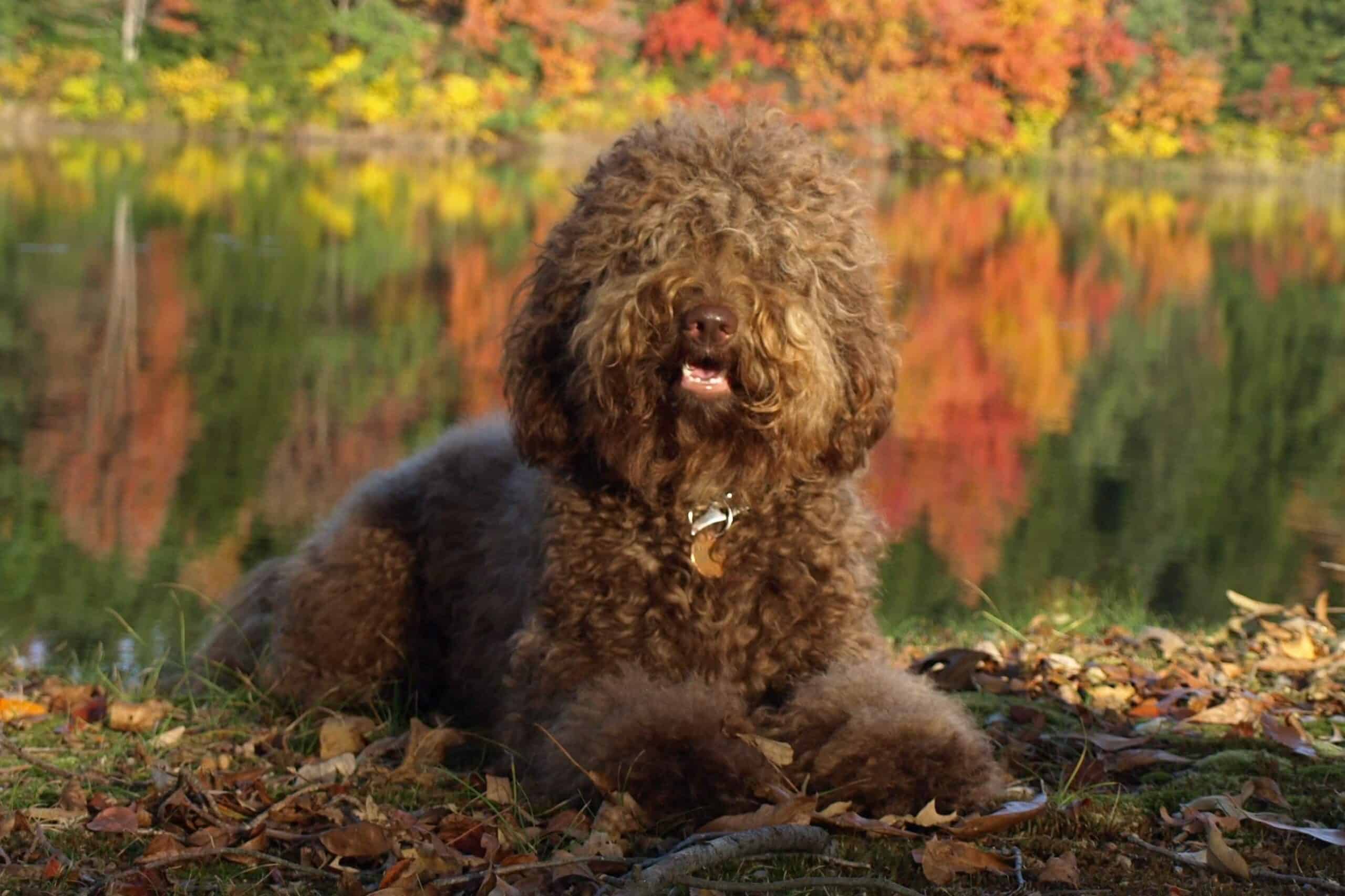 A brown Barbet sits amidst leaves near a serene lake.
