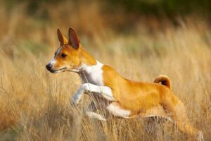 Signet Kennels | Brenda & Ciara Cassell